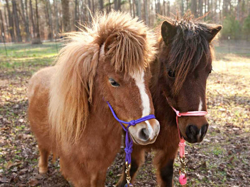 mini horses
